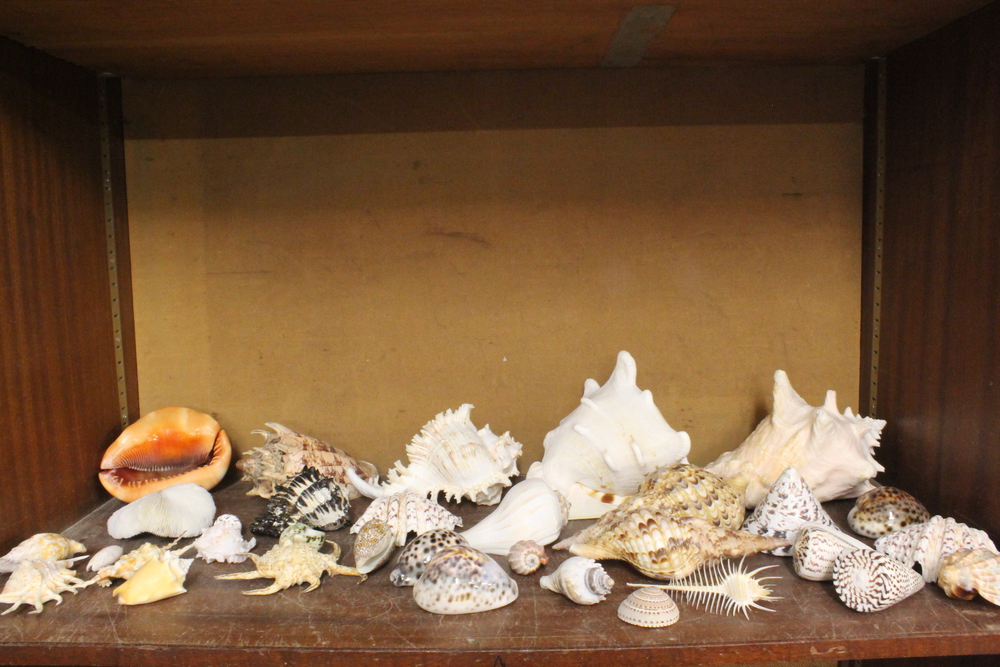 A collection of various sea shells 7th August 2013 Denhams