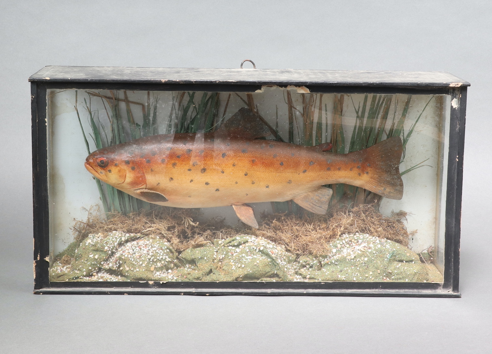 A plaster model of a trout contained in a rectangular 15th June 2023